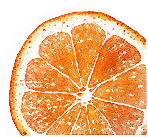 Macro View Watercolor Orange Fruit Art Drawings Orange Painting