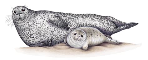 Grey Seal And Pup Halichoerus Grypus Lizzie Harper