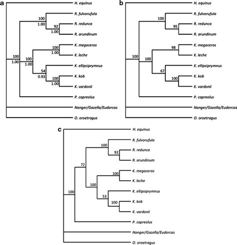 Phylogenetic Tree Based On Dna Sequences From Two Mitochondrial Dna