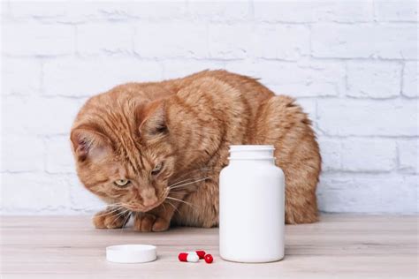 Atopica For Cats Dosage Safety And Side Effects All About Cats 2022