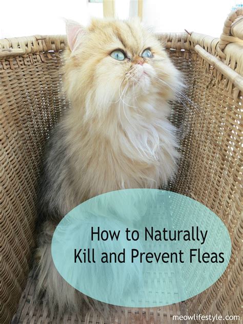 Try a shampoo with a low concentration of natural oils known to repel fleas, such as cedar, lavender, eucalyptus, or citrus. Essential Oils For Animals | Cat fleas, Cat care