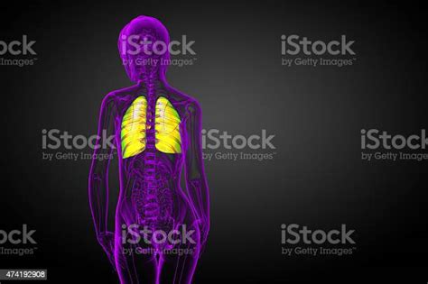 3d Render Medical Illustration Of The Human Lung Stock Photo Download