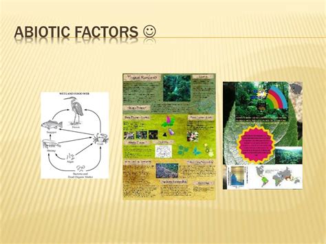 Ppt Rainforest Powerpoint Presentation Free Download Id3660598
