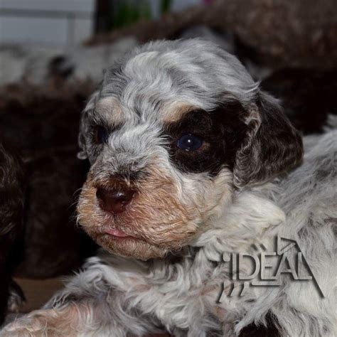 The name derives from romagnol can lagòt, meaning water dog. Lagotto Romagnolo Puppies For Sale | New York, NY #241696