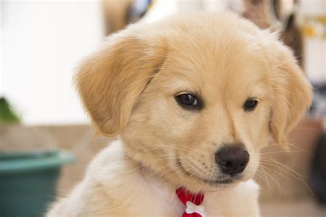 Dog Cute Puppy Free Photo On Pixabay Pixabay