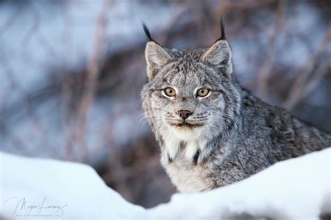 Canada Lynx Lynx Canada Lynx Wild Cats