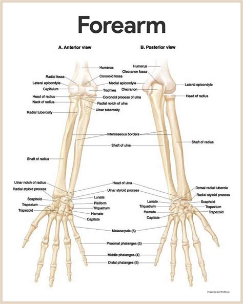 Skeletal System Anatomy And Physiology Skeletal System Anatomy Human