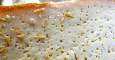 …il sogno del formaggio simboleggia guadagni o profitto. Casu Marzu - Il Formaggio coi Vermi