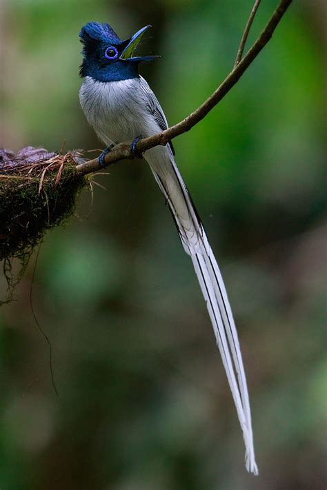 Indian Paradise Flycatcher Male Nature Beauty By Jon Chua On 500px