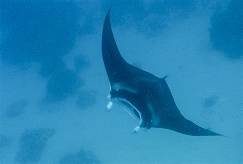 Manta Ray French Polynesia Currents Bluewater Cruising