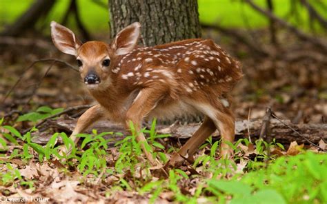 Cute Baby Deer Животные — Изображение №71823 Baby Deer Animals Cute