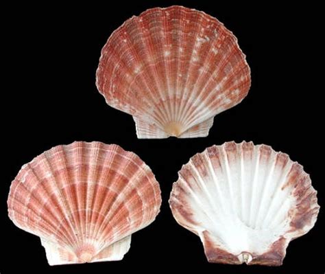 Irish Flat Scallop Seashells Small 2 Shells Etsy