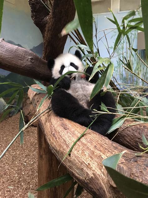 Panda Updates Monday May 1 Zoo Atlanta