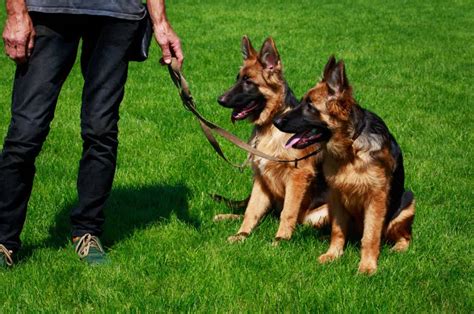 Super Easy Ways To Leash Train Your German Shepherd Dog