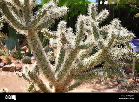 Jumping Cholla Or Chain Fruit Cactus In The Sonora Desert In Arizona