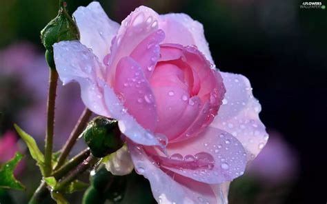 Dew Rose Drops Flowers Wallpapers 1920x1200