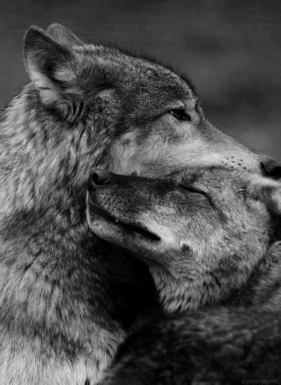 145 Best Wolf Couple Images On Wolf Photos Wolf Pictures Animal
