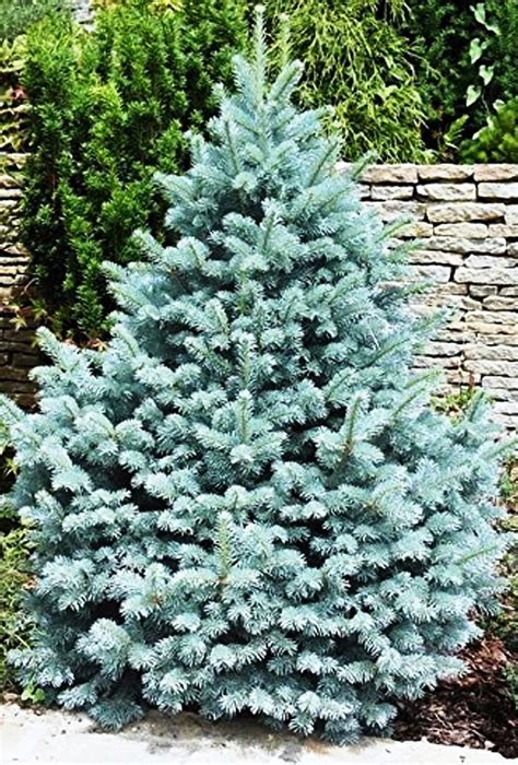 Is There A 4 To 6 Foot Full Grown Blue Spruce Mcgregor Experwas