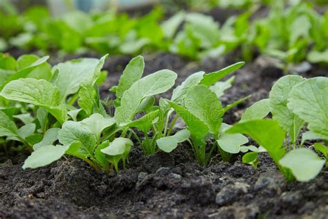 Young Radishes In The Ground In The Garden Stock Image Image Of Leaf