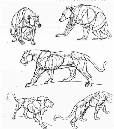 Animal locomotion and design concepts for animators (force drawing series). Tips On Drawing Animals - Animal Drawing - Joshua Nava Arts