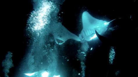 Manta Ray Night Dive Near Kona 20 Mantas Hd Gopro 5 Youtube