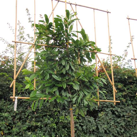 Laurel oak is a tall, broad tree that grows to a height of 60 or more feet with a fairly symmetrical oval canopy spread of 40 to 60 feet. Cherry Laurel Fresh Pleached Tree 200cm Stem, 10-12cm ...