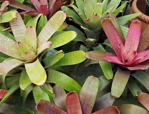 Bromeliad Plant Types With Pictures And Basic Care Requirements