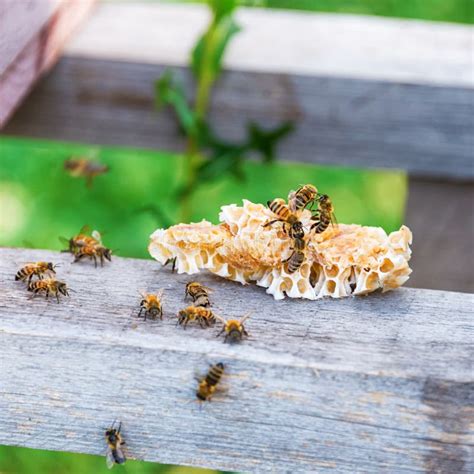 Honey Bees Swarming And Flying Around Their Beehive Stock Photo Image