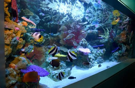 Aquarium Of The Pacific To Reopen With New Exhibits And Safety Guidelines Daily News