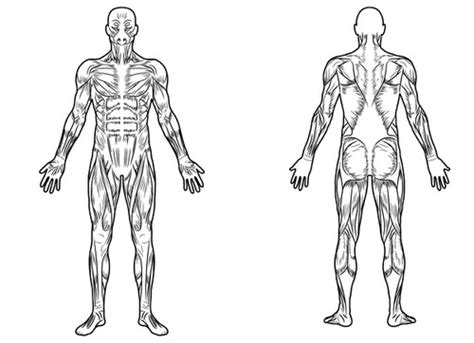 Diagram Anatomical Diagram Of Full Body Mydiagramonline