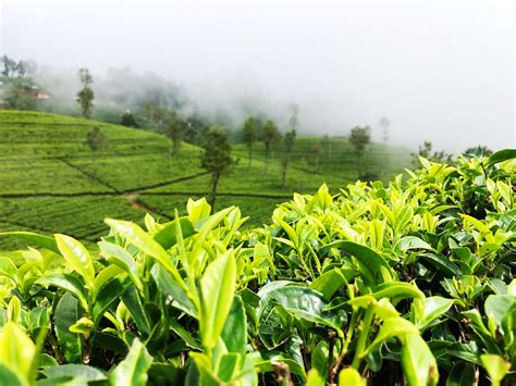Ceylon Tea The Worlds Finest Tea