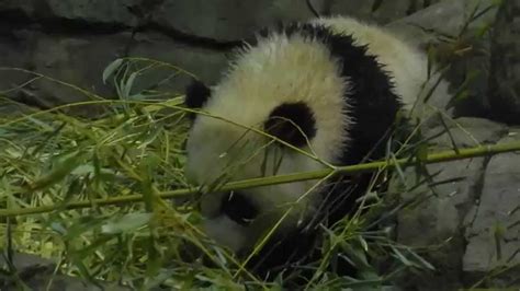 Bao Bao Pandas Adventures 5102014 Youtube