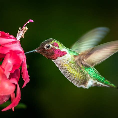 How to Attract Hummingbirds to Your Balcony | How to attract hummingbirds, Diy container ...
