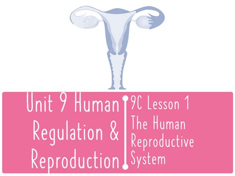 Btec App Science 9cl1 Human Reproductive System Teaching Resources