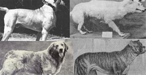 20 Extinct Dog Breeds So Strange That We Wish They Still Existed
