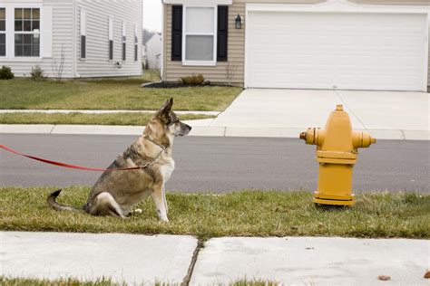 Fire Hydrant For Dogs Our 8 Favorite Picks