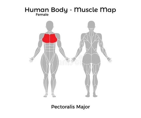 Female Human Body Muscle Map Pectoralis Major Stock Vector