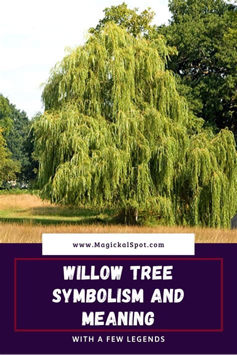willow tree with text overlay reading willow tree symbolism and meaning with a few legendds