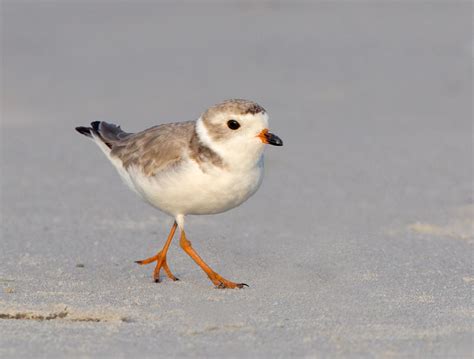 Cape Hatterass Beach Birds Audubon