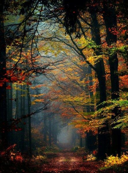 Pin By Socorro On Paths And Forest Beautiful Nature Beautiful