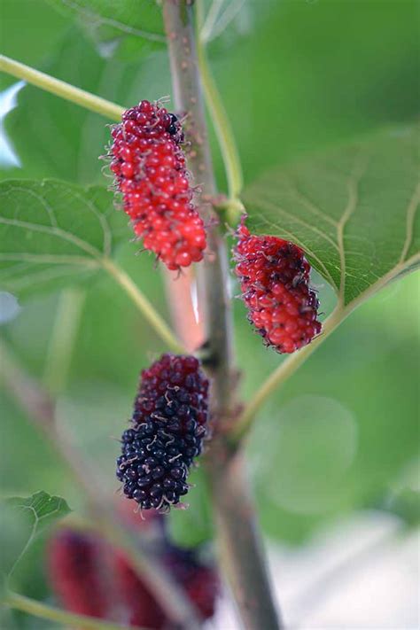 And when mulberry trees produce more fruit than you can consume, or perhaps you get lucky and score a surplus through your own devices (friends mulberries grow on deciduous trees, whereas blackberries grow on prickly shrubs. How to Grow Gorgeous Mulberry Trees | Gardener's Path