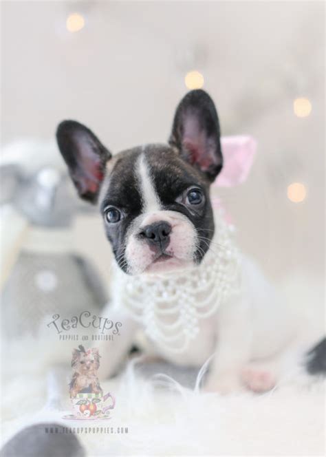 We are family located in adrian, mi that sells only french bulldog puppies. French Bulldog Puppies For Sale by TeaCups, Puppies ...