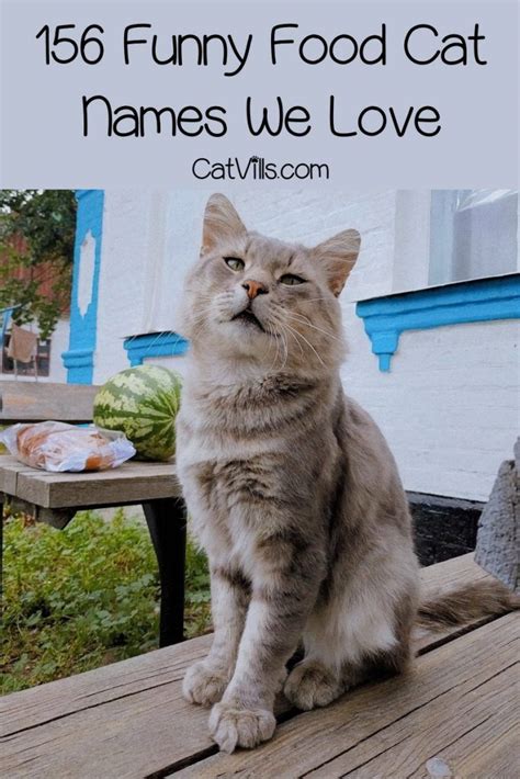 If you are still unsure, give our bakery names generator a try. 388 Funny Food Cat Names (From Appetizer To Dessert) | Cute cat names, Cat names, Funny cat names