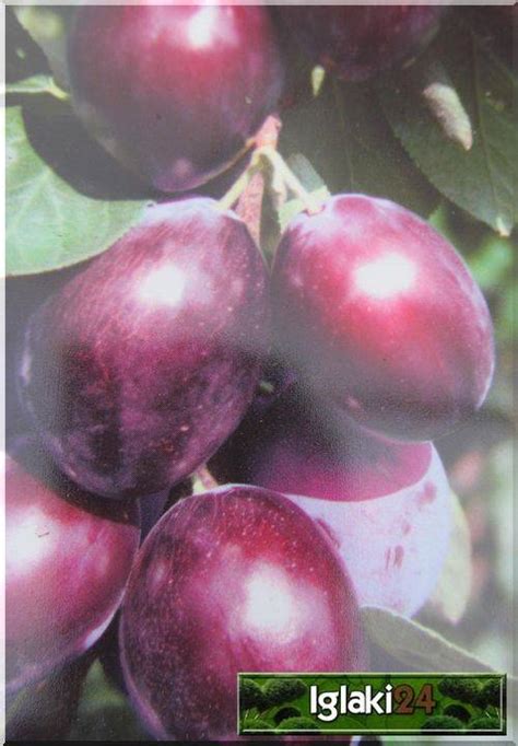 Prunus Domestica Brzoskwiniowa Śliwa Brzoskwiniowa C5 60 120cm