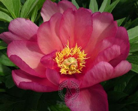 Peony Julia Rose Itoh Hybrid At Peony Nursery