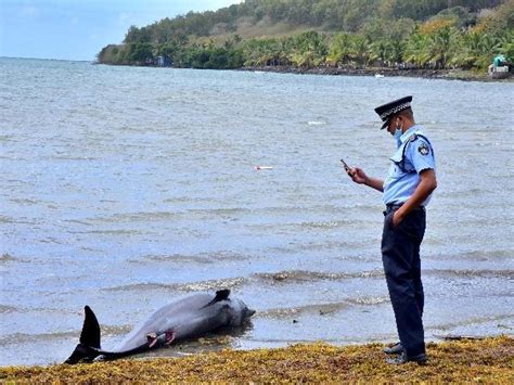 At Least 40 Dolphins 3 Whales Found Dead In Mauritius After Oil Spill In The Ocean