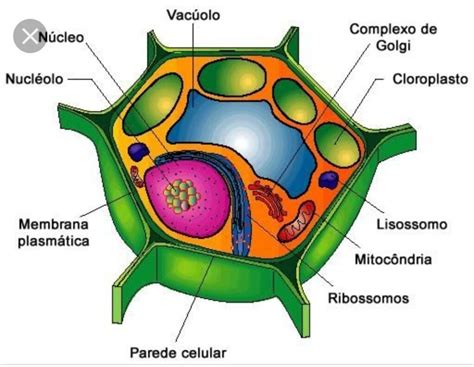 Esquema De Célula Vegetal ¡fotos And Guía 2021