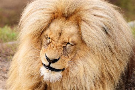 Grinning Lion Is The Mane Attraction At Czech Republic Zoo London