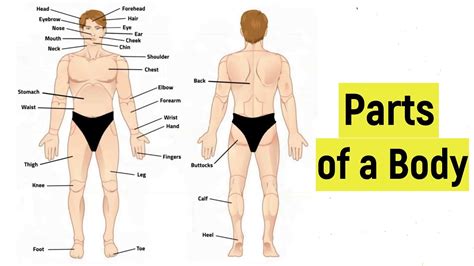 Parts Of The Body In English External Parts Of A Human Body Human Anatomy External Body