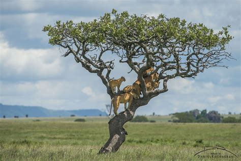David baddiel and frank skinner). Tree climbing lions | Daniel Rosengren